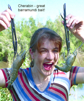cherabin for barramundi fishing