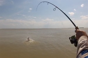 A metre-plus barramundi jumps during a wild Roper River fishing session